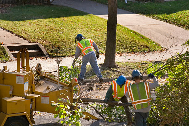 Best Fruit Tree Pruning  in Manchester, WA